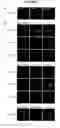 Fig. 04 - Assays for rab5 activity