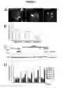 Fig. 08 - Assays for rab5 activity