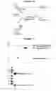 Fig. 09 - Assays for rab5 activity