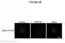 Fig. 16 - Assays for rab5 activity