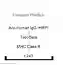 Fig. 01 - Expression of HLA proteins on non human cells