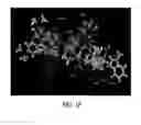 Fig. 06 - Polynucleotides encoding mutant hydrolase proteins with enhanced kinetics and functional expression
