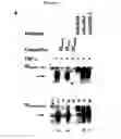 Fig. 05 - BIOMARKER IN INFLAMMATORY DISEASES