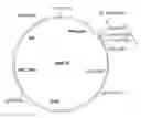 Fig. 01 - Methods and materials for expression of a recombinant protein
