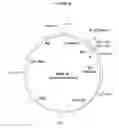 Fig. 03 - Methods and materials for expression of a recombinant protein