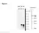 Fig. 09 - Methods and Materials for Increasing Expression of Recombinant Polypeptides