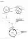 Fig. 11 - Methods and Materials for Increasing Expression of Recombinant Polypeptides