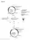 Fig. 13 - Methods and Materials for Increasing Expression of Recombinant Polypeptides