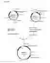Fig. 17 - Methods and Materials for Increasing Expression of Recombinant Polypeptides