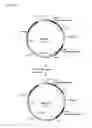 Fig. 20 - Methods and Materials for Increasing Expression of Recombinant Polypeptides