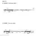 Fig. 46 - Methods and Materials for Increasing Expression of Recombinant Polypeptides