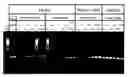 Fig. 01 - Polymerase enhancing factor (PEF) extracts, PEF protein complexes, isolated PEF protein, and methods for purifying and identifying