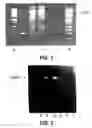 Fig. 02 - Polymerase enhancing factor (PEF) extracts, PEF protein complexes, isolated PEF protein, and methods for purifying and identifying