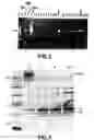 Fig. 03 - Polymerase enhancing factor (PEF) extracts, PEF protein complexes, isolated PEF protein, and methods for purifying and identifying
