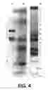 Fig. 04 - Polymerase enhancing factor (PEF) extracts, PEF protein complexes, isolated PEF protein, and methods for purifying and identifying