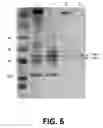 Fig. 06 - Polymerase enhancing factor (PEF) extracts, PEF protein complexes, isolated PEF protein, and methods for purifying and identifying