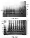 Fig. 10 - Polymerase enhancing factor (PEF) extracts, PEF protein complexes, isolated PEF protein, and methods for purifying and identifying