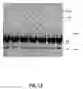 Fig. 11 - Polymerase enhancing factor (PEF) extracts, PEF protein complexes, isolated PEF protein, and methods for purifying and identifying