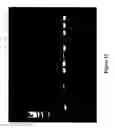 Fig. 23 - Polymerase enhancing factor (PEF) extracts, PEF protein complexes, isolated PEF protein, and methods for purifying and identifying