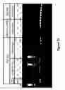 Fig. 24 - Polymerase enhancing factor (PEF) extracts, PEF protein complexes, isolated PEF protein, and methods for purifying and identifying