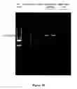 Fig. 25 - Polymerase enhancing factor (PEF) extracts, PEF protein complexes, isolated PEF protein, and methods for purifying and identifying