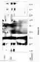 Fig. 26 - Polymerase enhancing factor (PEF) extracts, PEF protein complexes, isolated PEF protein, and methods for purifying and identifying