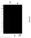 Fig. 27 - Polymerase enhancing factor (PEF) extracts, PEF protein complexes, isolated PEF protein, and methods for purifying and identifying