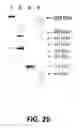 Fig. 28 - Polymerase enhancing factor (PEF) extracts, PEF protein complexes, isolated PEF protein, and methods for purifying and identifying
