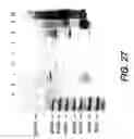 Fig. 29 - Polymerase enhancing factor (PEF) extracts, PEF protein complexes, isolated PEF protein, and methods for purifying and identifying