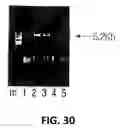 Fig. 32 - Polymerase enhancing factor (PEF) extracts, PEF protein complexes, isolated PEF protein, and methods for purifying and identifying