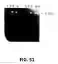 Fig. 33 - Polymerase enhancing factor (PEF) extracts, PEF protein complexes, isolated PEF protein, and methods for purifying and identifying