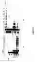 Fig. 34 - Polymerase enhancing factor (PEF) extracts, PEF protein complexes, isolated PEF protein, and methods for purifying and identifying