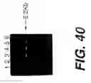 Fig. 42 - Polymerase enhancing factor (PEF) extracts, PEF protein complexes, isolated PEF protein, and methods for purifying and identifying