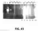 Fig. 45 - Polymerase enhancing factor (PEF) extracts, PEF protein complexes, isolated PEF protein, and methods for purifying and identifying