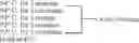 Fig. 04 - Production of Oligosaccharides By Microorganisms
