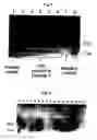 Fig. 07 - High Throughput Device for Performing Continuous-Flow Reactions