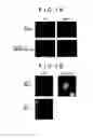 Fig. 08 - Factor Taking Part in Transcription Control