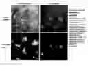 Fig. 01 - Control of ES Cell Self Renewal and Lineage Specification, and Medium Therefor