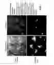 Fig. 02 - Control of ES Cell Self Renewal and Lineage Specification, and Medium Therefor