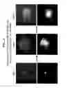 Fig. 03 - Control of ES Cell Self Renewal and Lineage Specification, and Medium Therefor