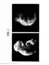 Fig. 04 - Control of ES Cell Self Renewal and Lineage Specification, and Medium Therefor