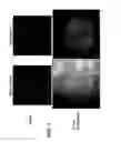 Fig. 05 - Control of ES Cell Self Renewal and Lineage Specification, and Medium Therefor
