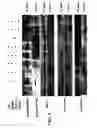 Fig. 07 - Control of ES Cell Self Renewal and Lineage Specification, and Medium Therefor