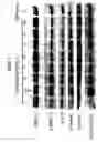 Fig. 08 - Control of ES Cell Self Renewal and Lineage Specification, and Medium Therefor