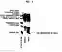 Fig. 02 - Insulin production methods and pro-insulin constructs