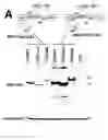 Fig. 01 - Methods for Treating Hiv by Inhibiting Cd4 Down-Modulation
