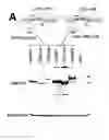 Fig. 02 - Methods for Treating Hiv by Inhibiting Cd4 Down-Modulation