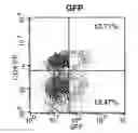 Fig. 13 - Methods for Treating Hiv by Inhibiting Cd4 Down-Modulation