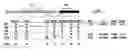 Fig. 01 - Protective complement proteins and age-related macular degeneration