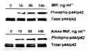 Fig. 01 - Method for screening for compounds using MHC class II invariant chain polypeptide and macrophage migration inhibitory factor